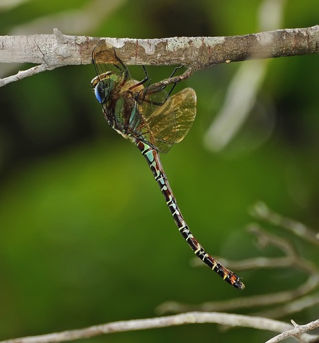 Female
2009_07_11_FL